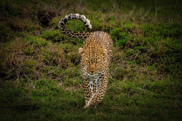 062 Masai Mara, luipaard.jpg